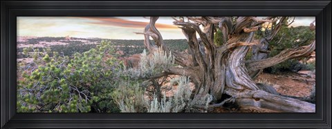 Framed Tree at Betatakin Cliff Dwellings, Arizona Print