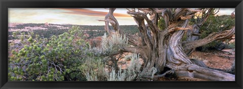 Framed Tree at Betatakin Cliff Dwellings, Arizona Print
