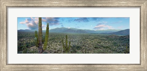 Framed Cardon Cactus, Baja California Sur, Mexico Print