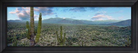 Framed Cardon Cactus, Baja California Sur, Mexico Print