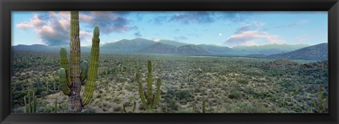 Framed Cardon Cactus, Baja California Sur, Mexico Print