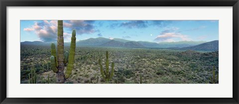 Framed Cardon Cactus, Baja California Sur, Mexico Print