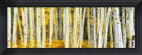 Framed Double Xxposure Aspen Grove, Grand Teton National Park, Wyoming Print