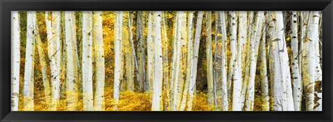 Framed Double Xxposure Aspen Grove, Grand Teton National Park, Wyoming Print