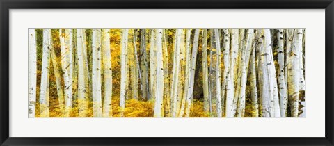 Framed Double Xxposure Aspen Grove, Grand Teton National Park, Wyoming Print