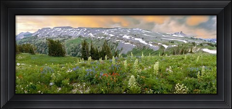 Framed Wildflowers along the Death Canyon Shelf, Grand Teton National Park, Wyoming Print