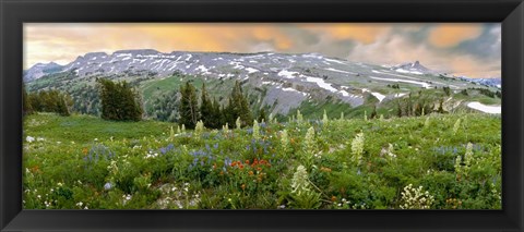 Framed Wildflowers along the Death Canyon Shelf, Grand Teton National Park, Wyoming Print