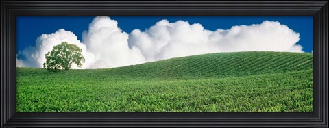 Framed Lone Oak Tree in Vineyard near Paso Robles, California Print