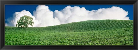 Framed Lone Oak Tree in Vineyard near Paso Robles, California Print