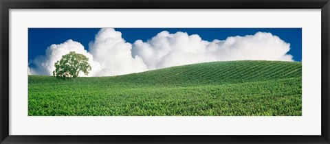 Framed Lone Oak Tree in Vineyard near Paso Robles, California Print