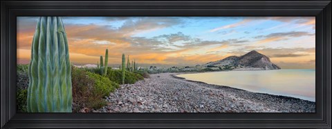 Framed Cardon Cacti on the Coast, Bay of Concepcion, Sea of Cortez, Baja California Sur, Mexico Print