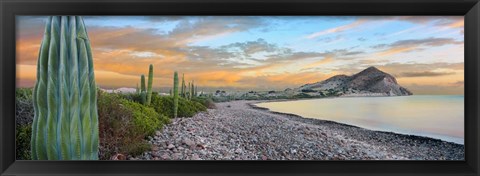 Framed Cardon Cacti on the Coast, Bay of Concepcion, Sea of Cortez, Baja California Sur, Mexico Print