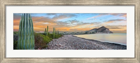 Framed Cardon Cacti on the Coast, Bay of Concepcion, Sea of Cortez, Baja California Sur, Mexico Print