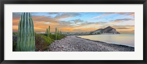 Framed Cardon Cacti on the Coast, Bay of Concepcion, Sea of Cortez, Baja California Sur, Mexico Print