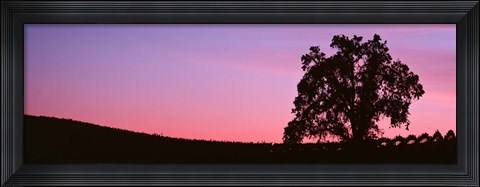 Framed Silhoutte of Oaktree in Vineyard, Paso Robles, California Print