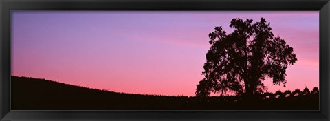 Framed Silhoutte of Oaktree in Vineyard, Paso Robles, California Print