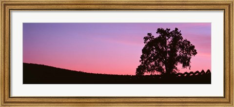 Framed Silhoutte of Oaktree in Vineyard, Paso Robles, California Print