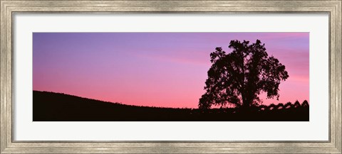 Framed Silhoutte of Oaktree in Vineyard, Paso Robles, California Print