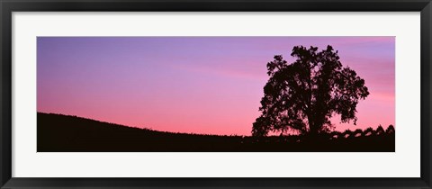 Framed Silhoutte of Oaktree in Vineyard, Paso Robles, California Print