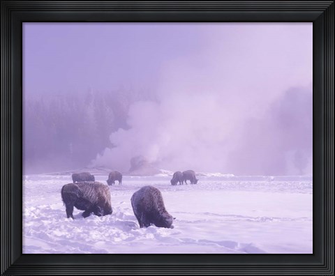 Framed Bison Grazing in Snow, Yellowstone National Park, Wyoming Print