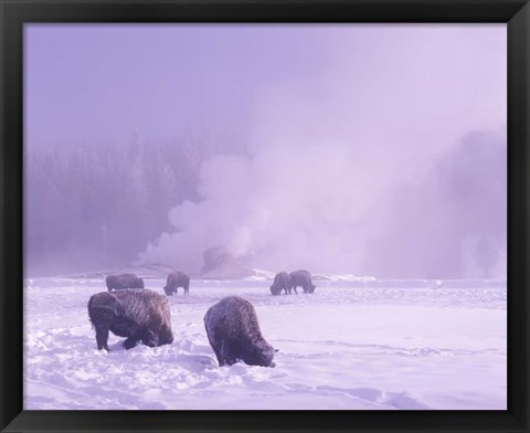 Framed Bison Grazing in Snow, Yellowstone National Park, Wyoming Print