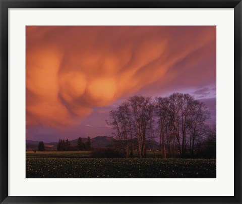 Framed Clouds in the Evening Light, Skagit Valley, Washington Print