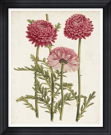 Framed Vintage Garden Beauties I Print