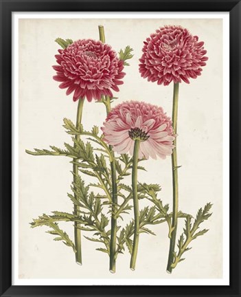 Framed Vintage Garden Beauties I Print