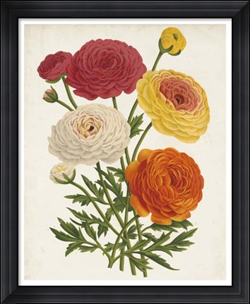 Framed Vintage Garden Beauties II Print