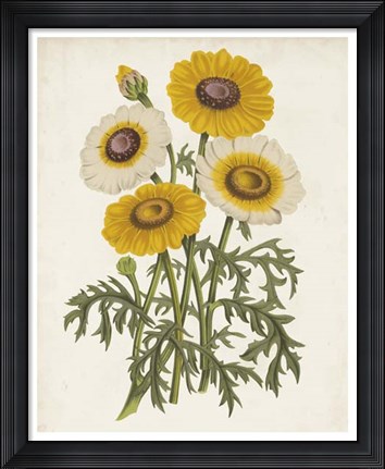 Framed Vintage Garden Beauties III Print