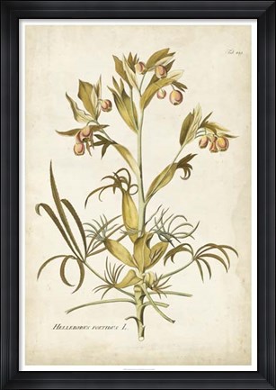 Framed Elegant Botanical II Print