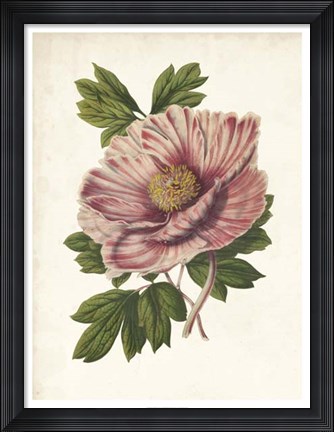 Framed Striking Peony Print