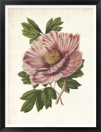 Framed Striking Peony Print