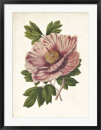 Framed Striking Peony Print