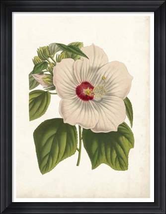Framed Striking Hibiscus Print