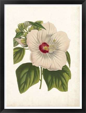 Framed Striking Hibiscus Print