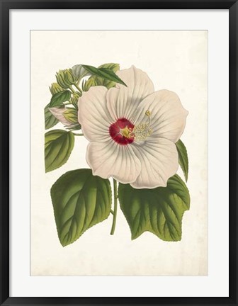 Framed Striking Hibiscus Print