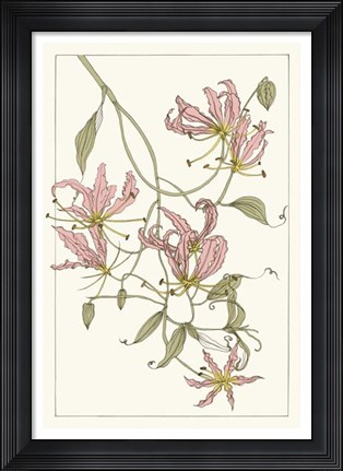 Framed Botanical Gloriosa Lily II Print