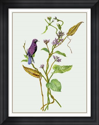 Framed Metaplexis Japonica I Print