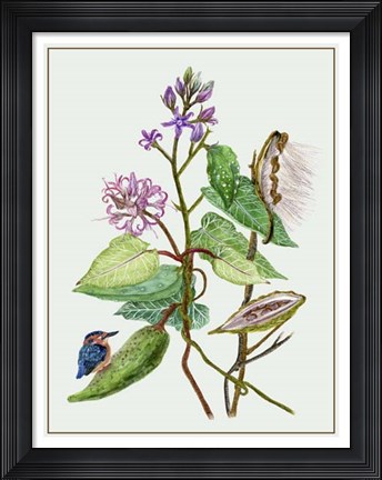 Framed Metaplexis Japonica II Print