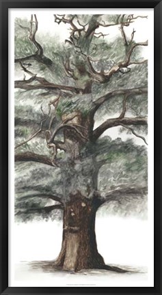 Framed Oak Tree Composition I Print