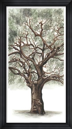 Framed Oak Tree Composition II Print