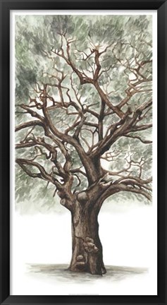 Framed Oak Tree Composition II Print