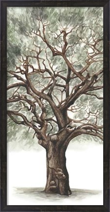 Framed Oak Tree Composition II Print