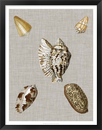 Framed Shells on Linen I Print