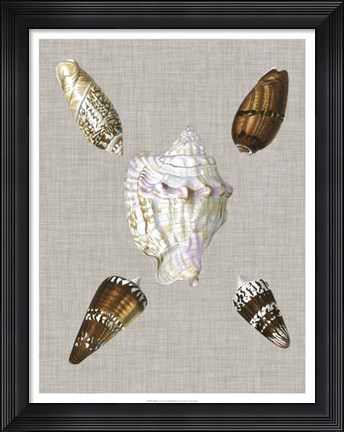 Framed Shells on Linen II Print