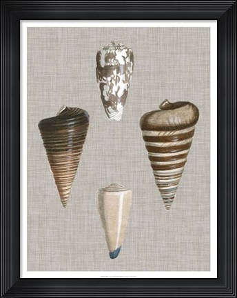 Framed Shells on Linen III Print