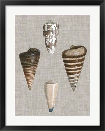 Framed Shells on Linen III Print