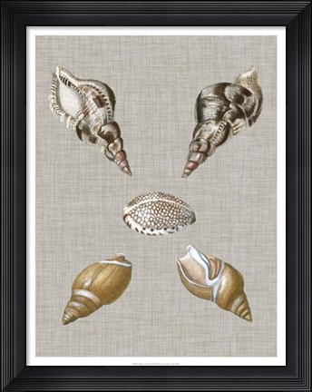 Framed Shells on Linen IV Print