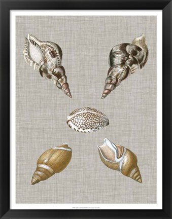 Framed Shells on Linen IV Print